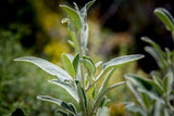 Organic Sage Herbal Tea, Crete Greece Organic Sage Herbal Tea, Crete Greece