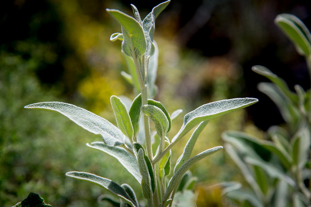 Organic Sage Herbal Tea, Crete Greece