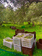 ÉDAFOS PDO Extra Virgin Greek Olive Oil - Fresh Harvest for 2023