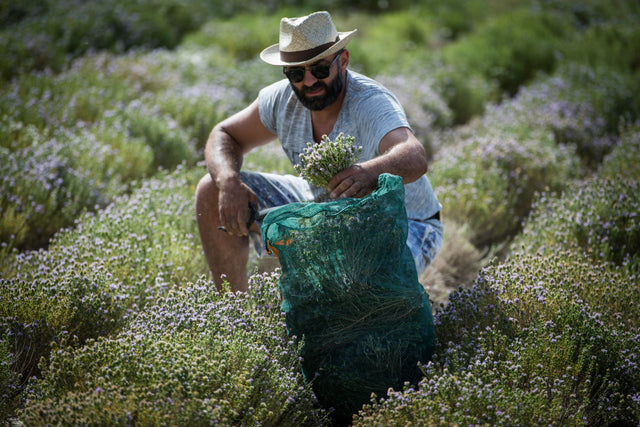 Organic Thyme Herb, Crete Greece